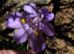 Moraea bipartita