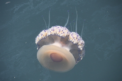 Cotylorhiza tuberculata