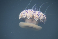 Cotylorhiza tuberculata