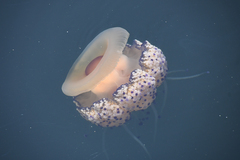 Cotylorhiza tuberculata