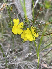 Hibbertia pustulata