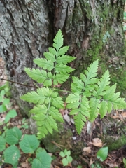 Osmorhiza aristata