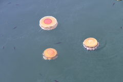 Cotylorhiza tuberculata