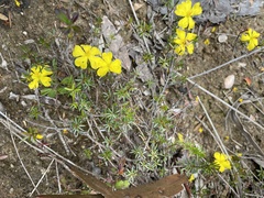 Hibbertia pustulata