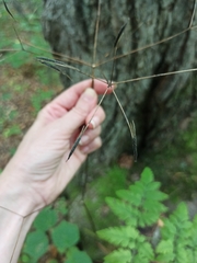 Osmorhiza aristata