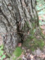 Osmorhiza aristata