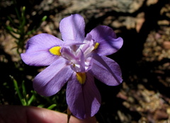 Moraea bipartita