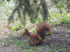 Sciurus vulgaris