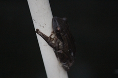 Polypedates leucomystax