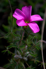 Oxalis heterophylla
