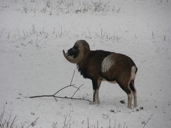 Ovis gmelini
