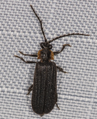 Eropterus trilineatus