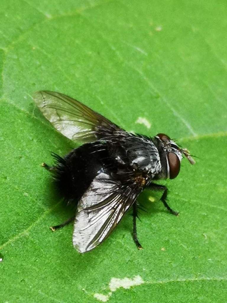 Leschenaultia bigoti