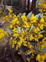 Acacia buxifolia