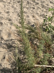 Artemisia