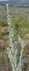 Eriocephalus racemosus racemosus