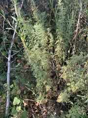 Artemisia abrotanum