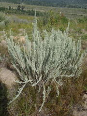 Eriocephalus racemosus racemosus