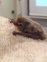 Pipistrellus abramus
