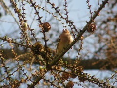 Fringilla coelebs