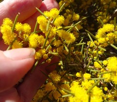 Acacia nyssophylla