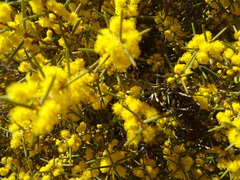 Acacia nyssophylla