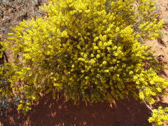 Acacia nyssophylla