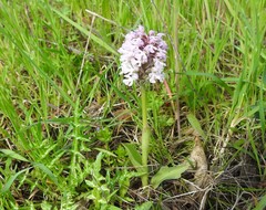 Neotinea conica