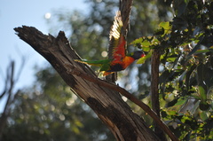 Trichoglossus moluccanus moluccanus