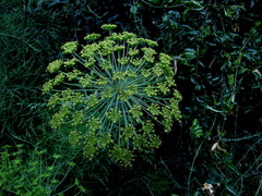Notobubon tenuifolium