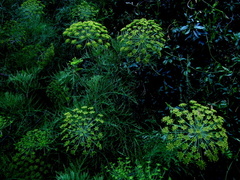 Notobubon tenuifolium