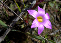 Romulea rosea australis