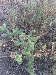 Artemisia abrotanum