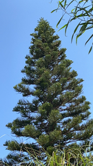 Araucaria
