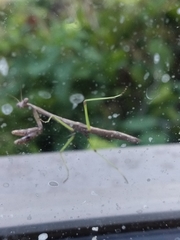 Stagmomantis carolina