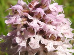 Neotinea conica