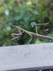 Stagmomantis carolina
