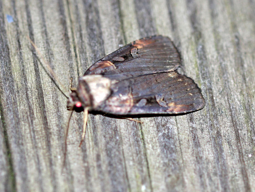 Pink-spotted Dart photo 3