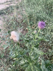Cirsium