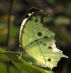 Protogoniomorpha parhassus