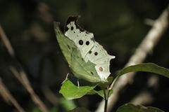 Protogoniomorpha parhassus