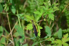 Megaulacobothrus aethalinus
