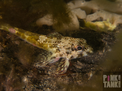 Bovichtus angustifrons