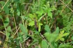 Megaulacobothrus aethalinus