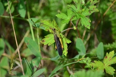 Megaulacobothrus aethalinus
