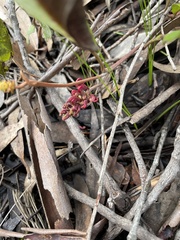 Grevillea laurifolia