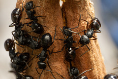 Polyrhachis femorata