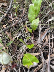 Grevillea laurifolia