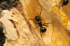 Polyrhachis femorata