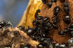 Polyrhachis femorata